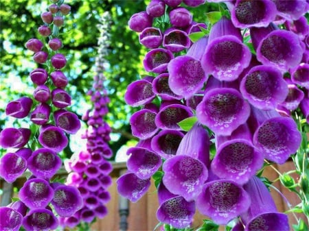 Nature's Bells - shaped, purple, bright, flowers, nature, colorful, green, bell