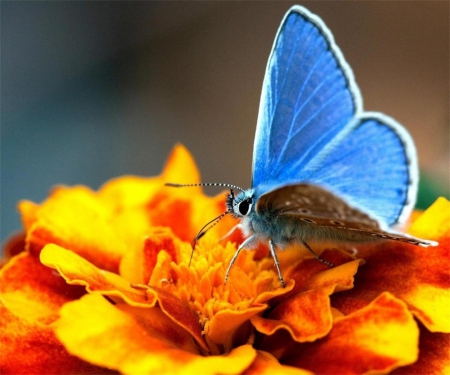 Golden Blues - yellow, blue, brown, flower, orange, Marigold, colorful, winged, bright, butterfly