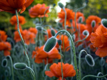 Red poppy fields - summer, red, flowers, buds, garden, poppies, poppy, fields, nature