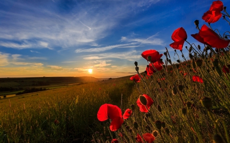 Sunset - sky, landscape, sun, sunset, poppies field, nature, clouds, splendor, poppies, poppy