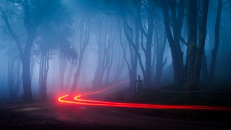 Blue Forest - nature, trees, forest, woods, blue, light, road