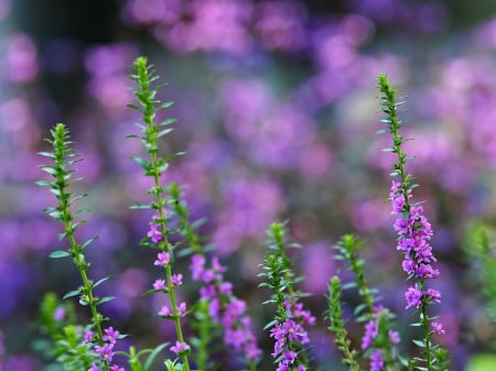 Purple Flowers - purple flowers, bokeh, splendor, flowers, lavender, nature