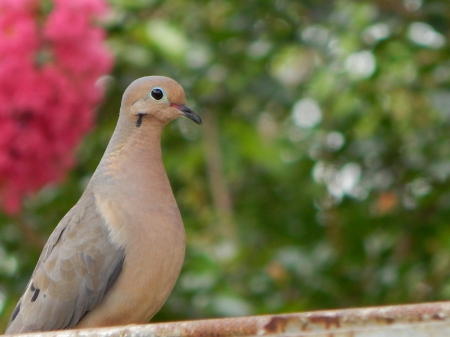 Beautiful Pigeon - birds, pigeon, nature, beautiful, cute, flower, animals