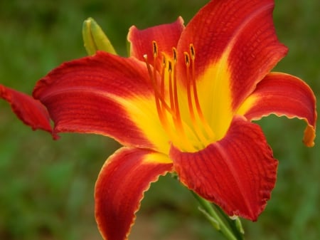 Beautiful Lily - flowers, nature, lily, beautiful