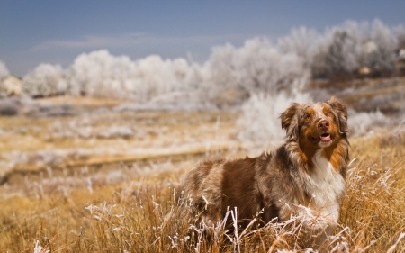 Dog - animal, collie, puppy, dog