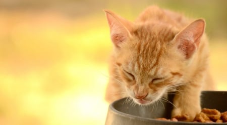 Cat - paws, face, pretty, cute, animals, beautiful, cat, sleeping, kitty, cats, kitten, hat, lovely, cat face