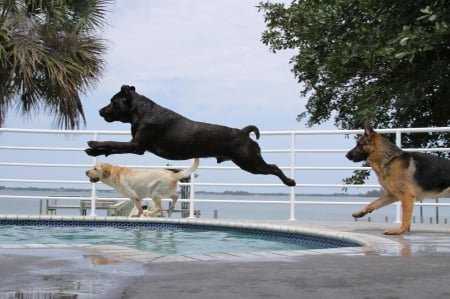 German shepherd and friends