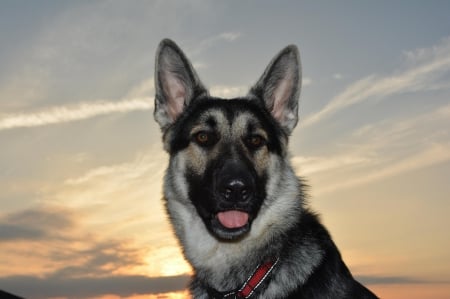 German shepherd - puppy, animals, lovely, pretty, puppys, beautiful, dog, animal, dogs, sweet, cute