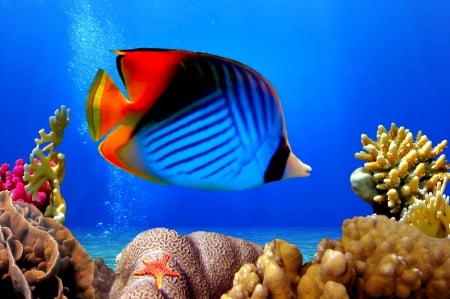 â™¥Underwaterâ™¥ - coral, ocean, fish, reef, tropical, underwater