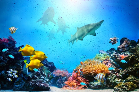 â™¥Underwaterâ™¥ - coral, ocean, fishes, sharks, reef, tropical, underwater