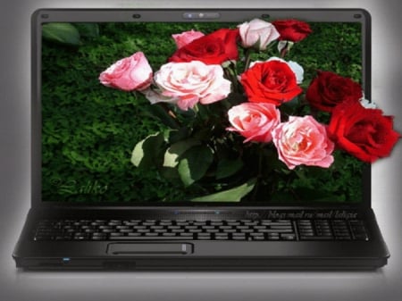 ♥ Roses for my on line friends ♥ - roses, friends, still life, laptop