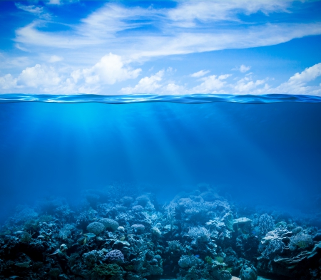 ♥Underwater♥ - coral, reef, blue, underwater, ocean