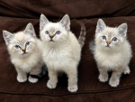 three cute kittens