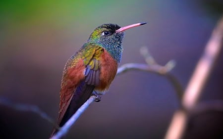 Hummingbird - pink, branch, red, blue, hummingbird, cute, bird