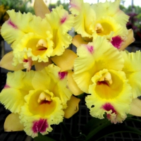 beautiful yellow orchids