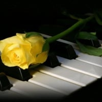 yellow rose on piano