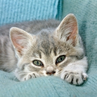 cute blue tabby kitten