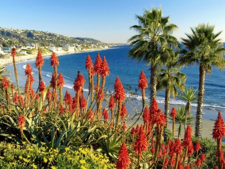 Beautiful Morning - blossoms, summer, flowers, palms, sea