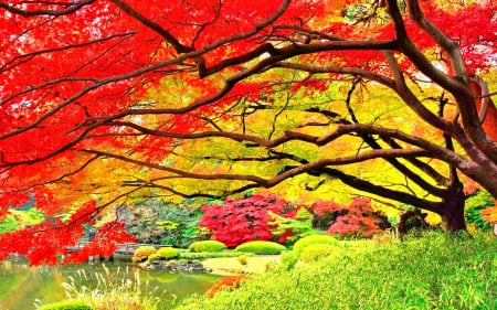 Autumn in Japanese Garden - beautiful leaves, flowers, garden, places, lovely, splendor, nature, colors of nature, autumn season, paradise