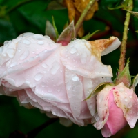 Raindrop Rose