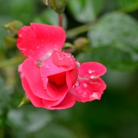 Rainy Red Rose