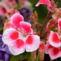 Colorful Summer Rain