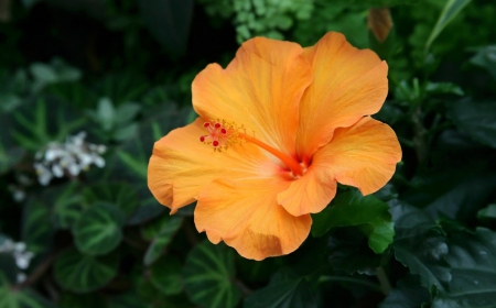 Orange Flower - orange, flower, gorgeous, green