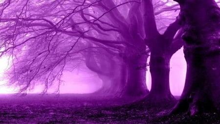 Purple Forest - purple, forest, fantasy, trees