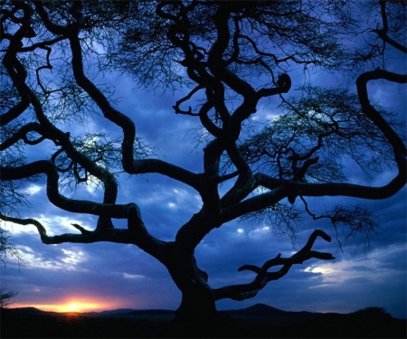 Eerie Tree - large, clouds, branches, blue, twisted, tree, dark, sky