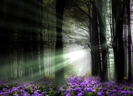 Rays of light - trees, purple flowers, Rays of light, splendor, forest