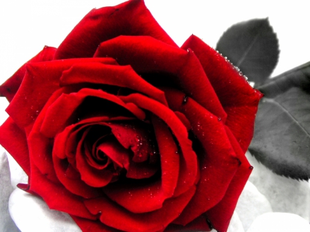 beautiful - black, rose, love, red