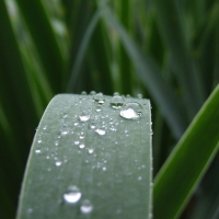 Water Drop on Plant