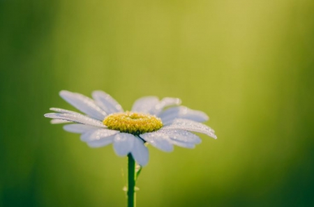 Daisy - nature, beautiful, one, daisy, flower