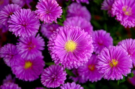 CHRYSANTHEMUM - nature, flowers, blossoms, chrysanthemum