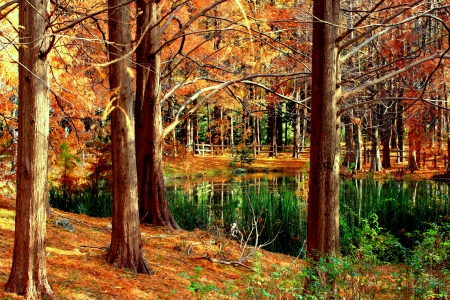 FOREST POND - trees, forest, nature, pond