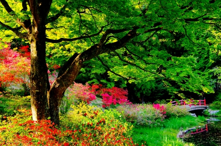 BEAUTIFUL PARK - nature, park, flowers, bridge, garden