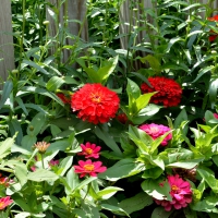 Red Summer Roses