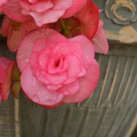 Pretty Pink Rose