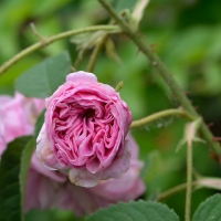 Pretty Pink Rose