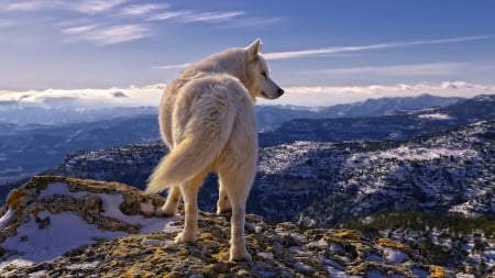 Artic White Wolf - wolf, fur, rocks, outdoors