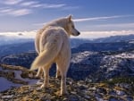 Artic White Wolf