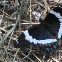 Backyard butterfly