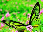 Butterfly Neon Bright