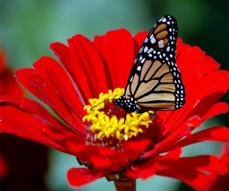 A Sweet Taste Of Nectar - yellow, brown, daisy, flower, orange, black, colorful, white, green, bright, butterfly