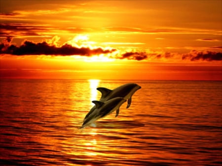 Sunset Serenity - clouds, water, colors, jumping, colorful, dolphins, sunset, bright, golden