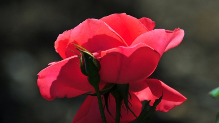 Pretty in red rose - red, rose, pretty, flowers, buds