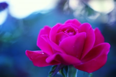 Beautiful Rose - wallpaper, rose, blue background, flower