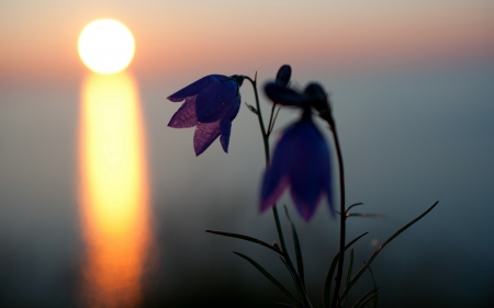 Flowers at sunset - postcard, landscape, splendor, sunset, flowers