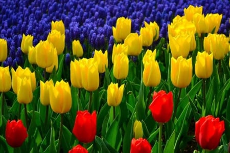 Multicolor - tulips, flowers, outdoor nature, multicolor