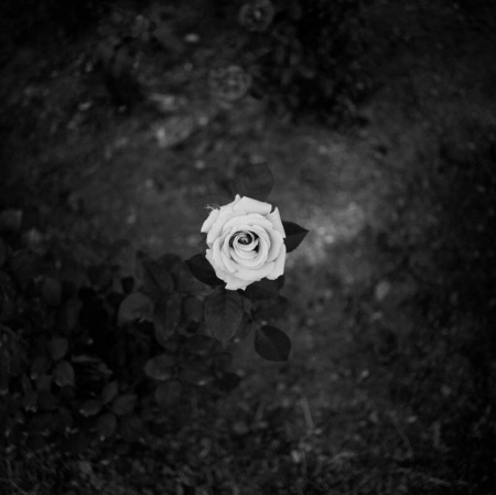 ~ ✿ ~ - one, for you, rose, gift, black and white